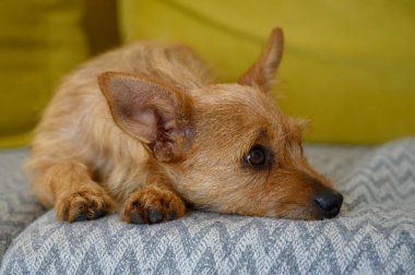 Sevimli küçük kızıl köpek, Yorkshire Terrier ve Chihuahua karışımı, bir kanepede rahatça dinleniyor. Sıcak ev atmosferi olan sevimli bir hayvan konsepti..