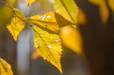 Sonbahar yaprakları güneş ışığıyla aydınlanır. Işık ince yaprak yapısına nüfuz eder, parlak bir etki yaratır ve mevsimsel renklerin parlaklığını arttırır..