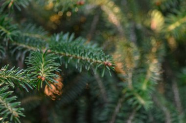 Yoğun koyu yeşil iğneler ve Nordmann köknarı konilerinin detaylı görüntüsü. Popüler Noel ağacının doğal güzelliği.