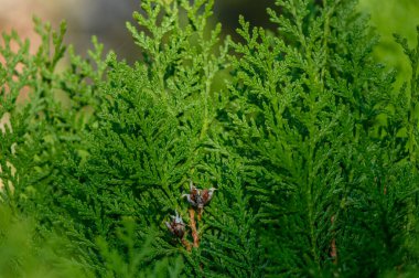 Thuja bataryasının yoğun ölçekli yaprakları kompakt yüzey oluşturuyor. Karakteristik fan şekilli dal deseni ve zengin yeşil renk.