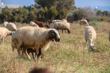 A magnificent ram with substantial horns grazes peacefully while other sheep form the background. His commanding presence and horn size naturally draw attention within the flock.