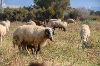 A powerful horned ram dominates the scene while grazing among subordinate sheep. His impressive horn curvature and muscular build establish clear leadership within the flock structure.