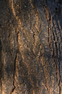 Büyüleyici ağaç kabuğu deseni makro fotoğrafçılıkla çekildi. Derin çatlaklar, soyulmuş parçalar ve her bir ağacın eşsiz rahatlığı..