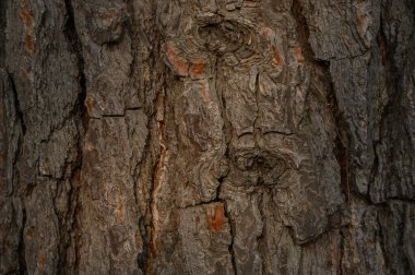 Ağaç kabuğu dokusuna yakın plan, muhtemelen Pterocarpus cinsinden. Derin çatlaklar, mantar benzeri yapı ve karakteristik yüzey rahatlaması.