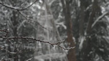 Yumuşak kar yağışı, sakin bir kış parkında, ağaçların arka planında yavaşça süzülüyor. Çıplak dallar ve yemyeşil iğneler arasına düşen kar taneleri derinlik ve dingin atmosfer yaratır..