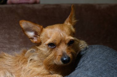 Büyük, canlı kulakları olan küçük, kırmızımsı bir teriyer rahat bir şekilde kıvrılır ya da rahat bir ev ortamında yumuşak örülmüş bir battaniyenin üzerinde oturur. Yerleşim sıcaklığı, rahatlığı ve evcil hayatta sevilen bir yoldaş olarak köpeğin rolünü taşır..