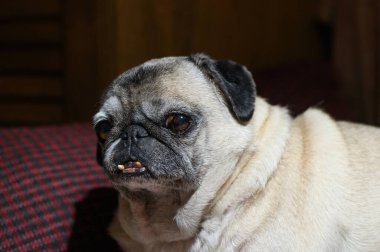 Yumuşak bir kanepe yastığının üzerinde çenesini dinlendirirken bir pug suratın samimi yakın çekimi. Odak noktası tamamen büyük, duygulu gözleri, siyah kadife maskesi ve kırışıklıkların karmaşık deseni, nazik bir melankoli ya da derin bir düşünce hissi taşır..