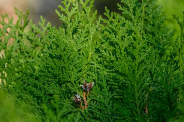 Thuja bataryasının yoğun ölçekli yaprakları kompakt yüzey oluşturuyor. Karakteristik fan şekilli dal deseni ve zengin yeşil renk.