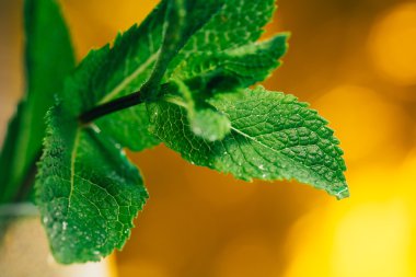 Beyaz-Sarı bulanık arka plan üzerinde taze nane yaprakları