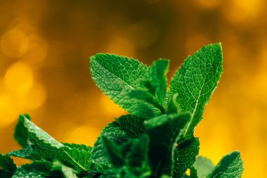 sarı arka plan bulanık üzerinde taze nane yaprakları