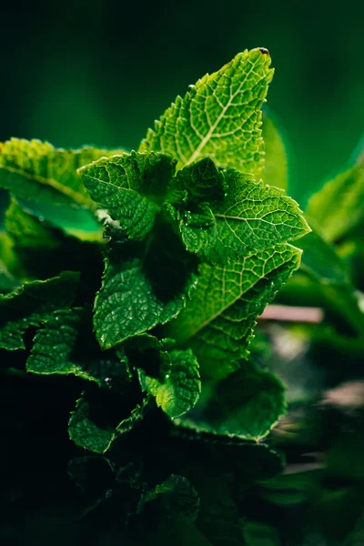 koyu yeşil bulanık arka plan üzerinde taze nane yaprakları