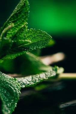 koyu yeşil bulanık arka plan üzerinde taze nane yaprakları