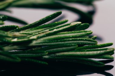 bohça dal biberiye karanlık ayna arka plan yakın çekim üzerinde