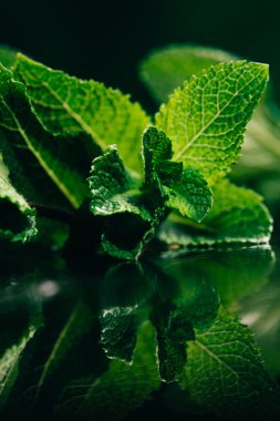 koyu yeşil bulanık arka plan üzerinde taze nane yaprakları