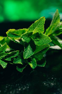 koyu yeşil bulanık arka plan üzerinde taze nane yaprakları