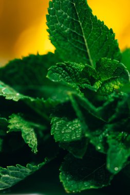 sarı arka plan bulanık üzerinde taze nane yaprakları