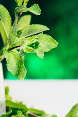 koyu yeşil bulanık arka plan üzerinde taze nane yaprakları