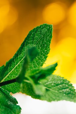 Beyaz-Sarı bulanık arka plan üzerinde taze nane yaprakları
