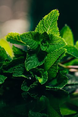 koyu yeşil bulanık arka plan üzerinde taze nane yaprakları
