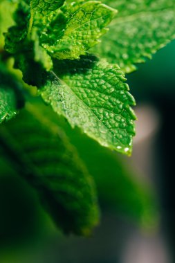 koyu yeşil bulanık arka plan üzerinde taze nane yaprakları