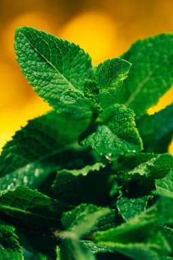 sarı arka plan bulanık üzerinde taze nane yaprakları