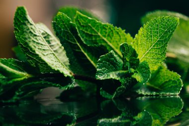 koyu yeşil bulanık arka plan üzerinde taze nane yaprakları
