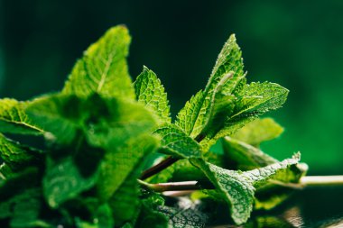 koyu yeşil bulanık arka plan üzerinde taze nane yaprakları