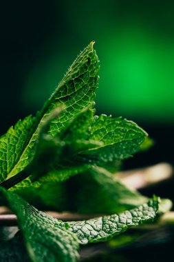 koyu yeşil bulanık arka plan üzerinde taze nane yaprakları