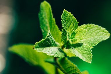 koyu yeşil bulanık arka plan üzerinde taze nane yaprakları