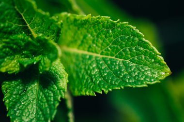 koyu yeşil bulanık arka plan üzerinde taze nane yaprakları