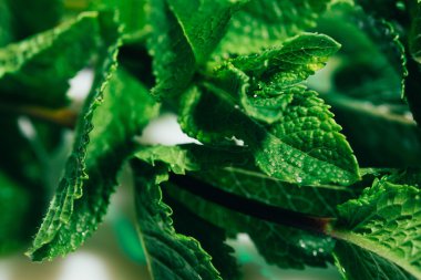 Beyaz arkaplanda taze nane yaprakları