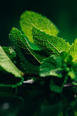 koyu yeşil bulanık arka plan üzerinde taze nane yaprakları