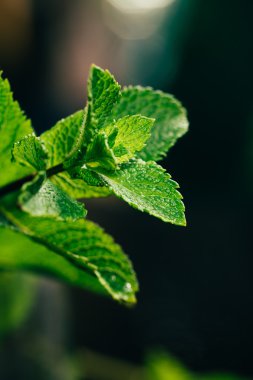 koyu yeşil bulanık arka plan üzerinde taze nane yaprakları