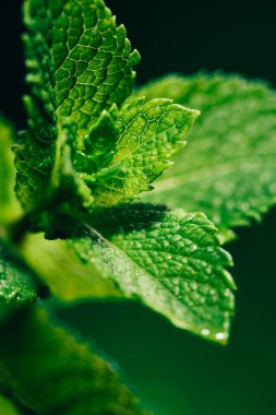 koyu yeşil bulanık arka plan üzerinde taze nane yaprakları