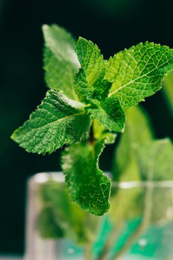 koyu yeşil bulanık arka plan üzerinde taze nane yaprakları
