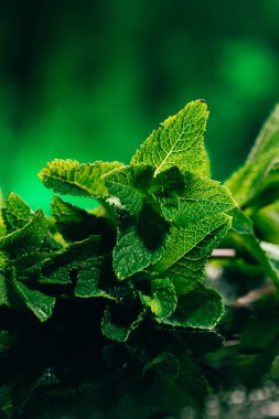 koyu yeşil bulanık arka plan üzerinde taze nane yaprakları