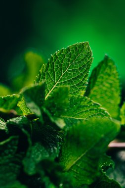 koyu yeşil bulanık arka plan üzerinde taze nane yaprakları