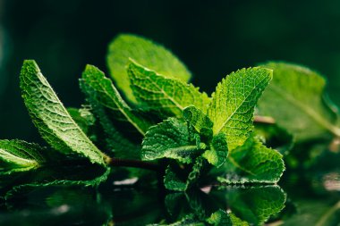 fresh mint leaves on the dark green blurry background clipart
