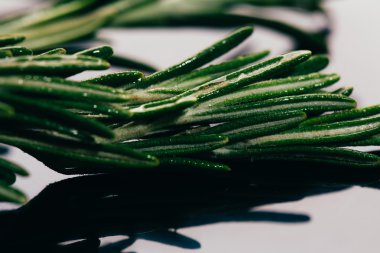 bohça dal biberiye karanlık ayna arka plan yakın çekim üzerinde