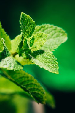koyu yeşil bulanık arka plan üzerinde taze nane yaprakları