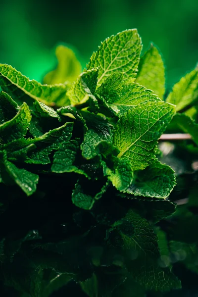 Feuilles de menthe fraîches sur le fond vert foncé flou — Photo