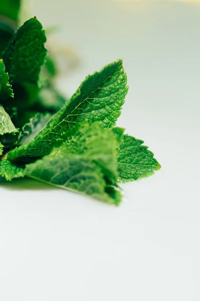 Feuilles de menthe fraîche sur fond blanc — Photo