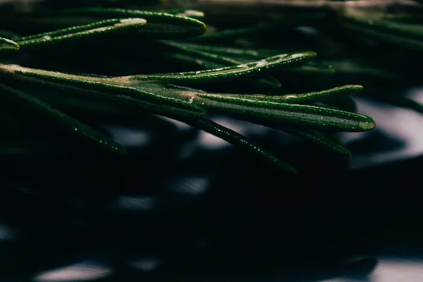 Bundle of sprigs rosemary on dark mirror background close-up — Stock Photo, Image