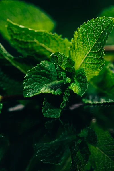 Daun mint segar di latar belakang kabur hijau tua — Stok Foto