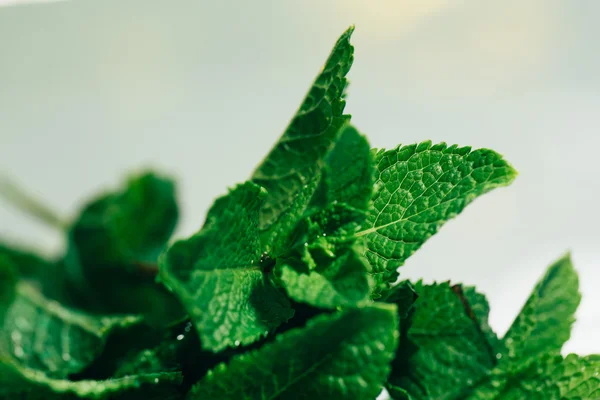 Feuilles de menthe fraîche sur fond blanc — Photo