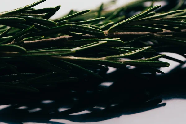 Bundle of sprigs rosemary on dark mirror background close-up — Stock Photo, Image