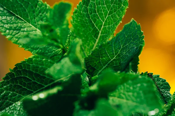 Feuilles de menthe fraîches sur fond jaune flou — Photo