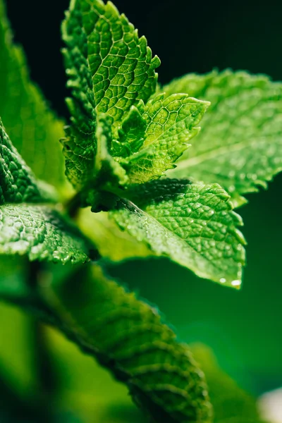 Daun mint segar di latar belakang kabur hijau tua — Stok Foto