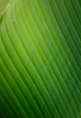 Büyük, canlı yeşil bir yaprağın ayrıntılı yakın çekimi paralel damarların çarpıcı modelini gösterir..