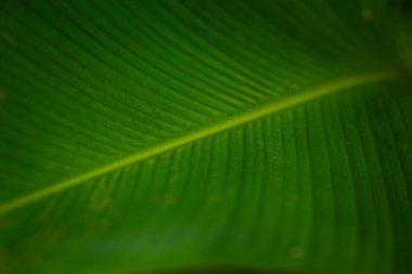 Büyük, canlı yeşil bir yaprağın ayrıntılı yakın çekimi paralel damarların çarpıcı modelini gösterir..